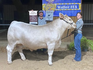 Waller FFA 2022 Grand Champion Steer